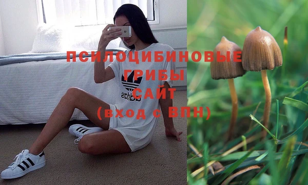 прущие грибы Баксан